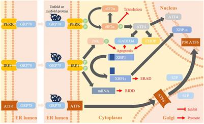 The dual effect of endoplasmic reticulum stress in digestive system tumors and intervention of Chinese botanical drug extracts: a review